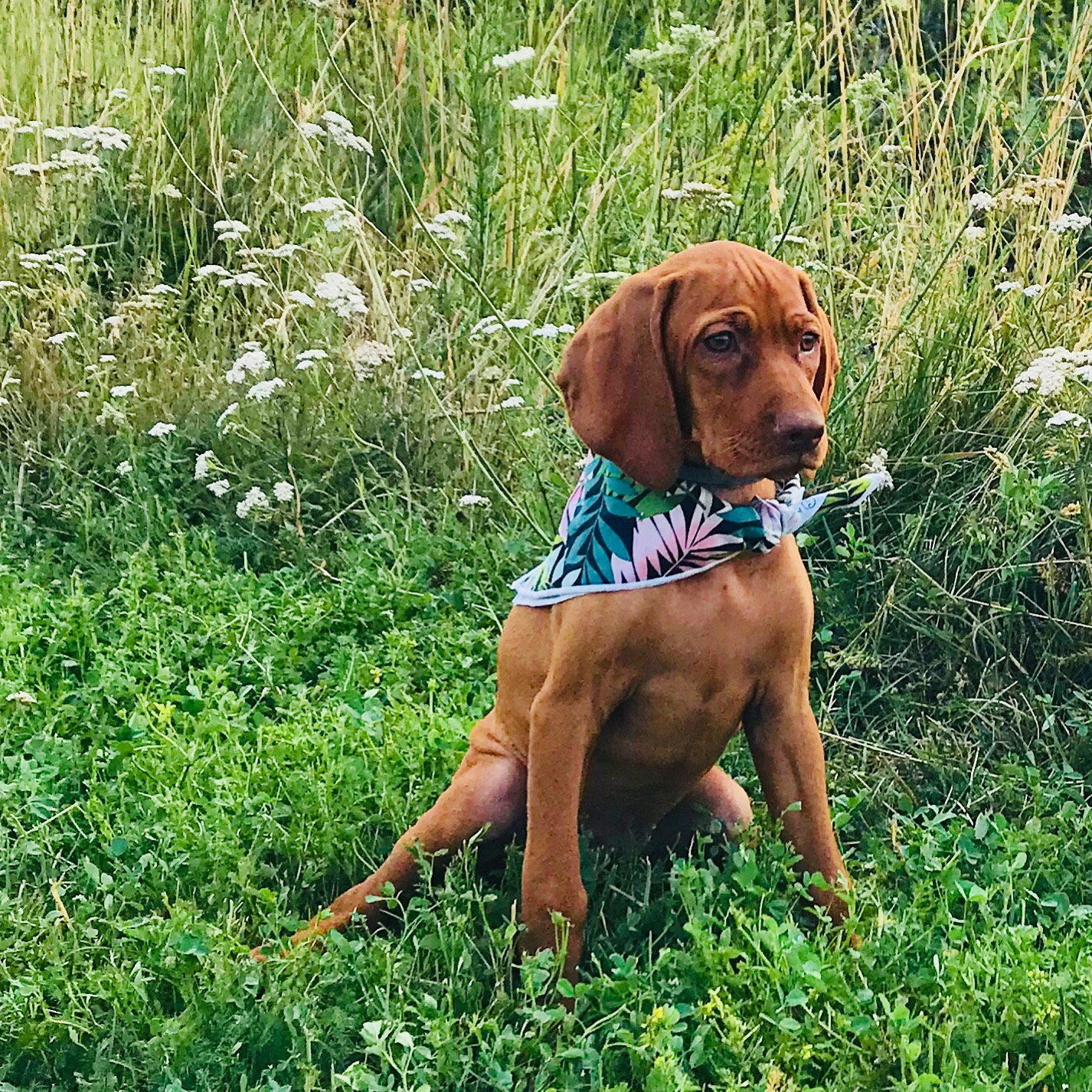 A brown vizsla puppy wearing a bandana around her neck, tall green grass as background.
