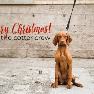Vizsla puppy on leash against concrete background looking straight at camera, text overlay with "Merry Christmas the Cotter Crew"