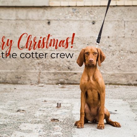 merry christmas card with dog