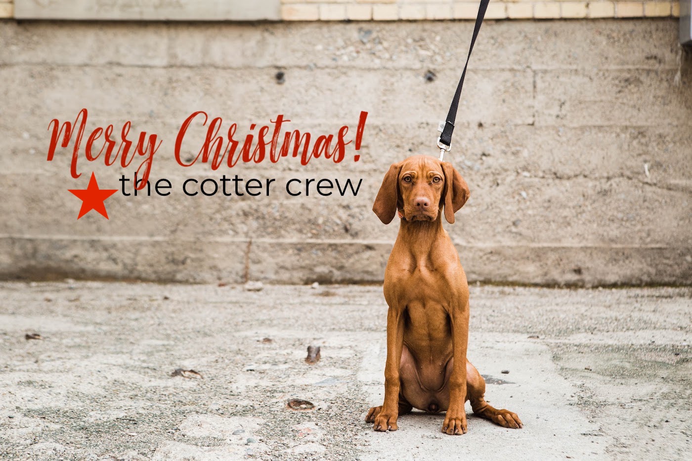 A vizsla puppy on a leash against concrete background, text overlay with "Merry Christmas, the Cotter Crew".