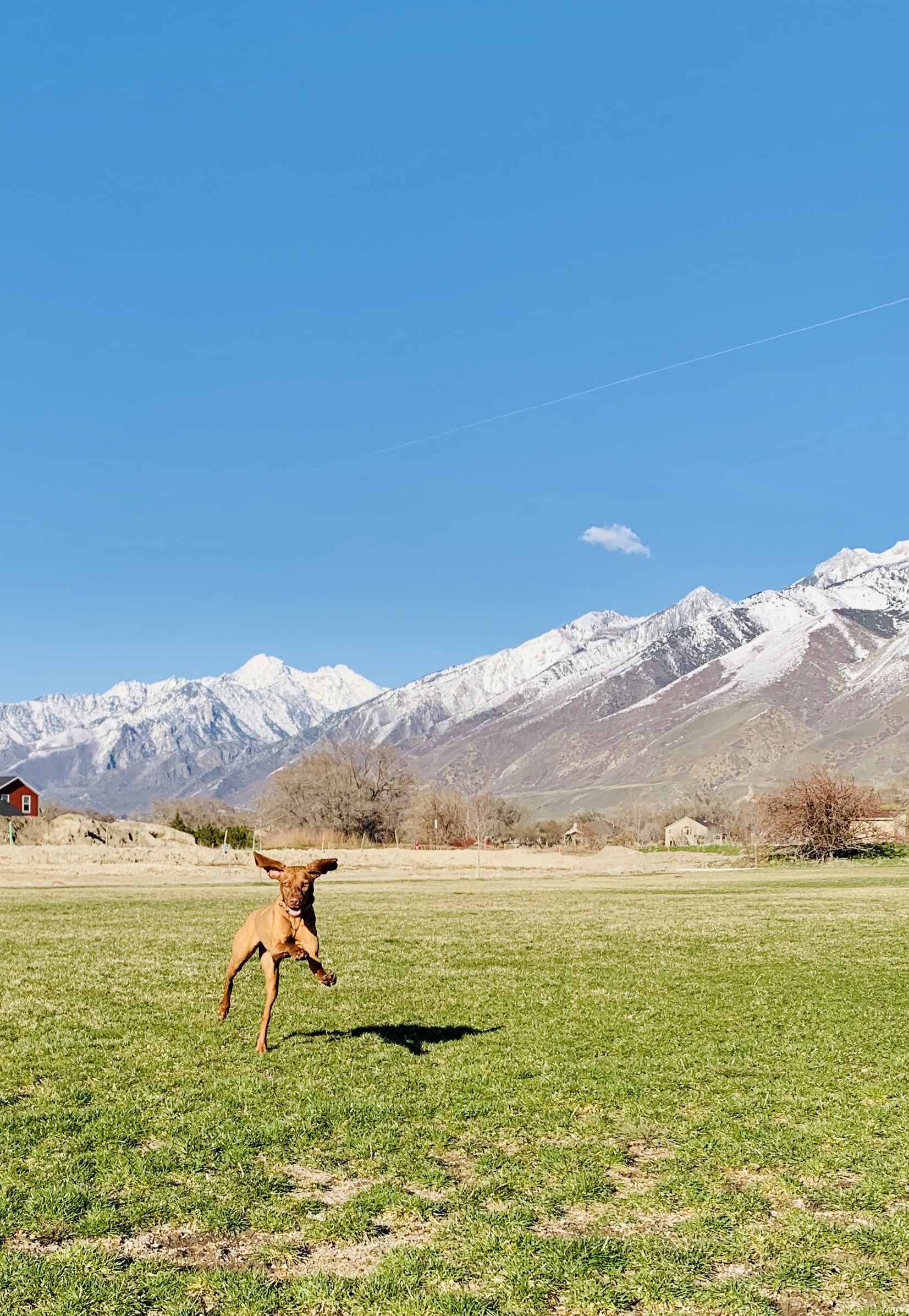 A vizsla running in park with mountains in the background.