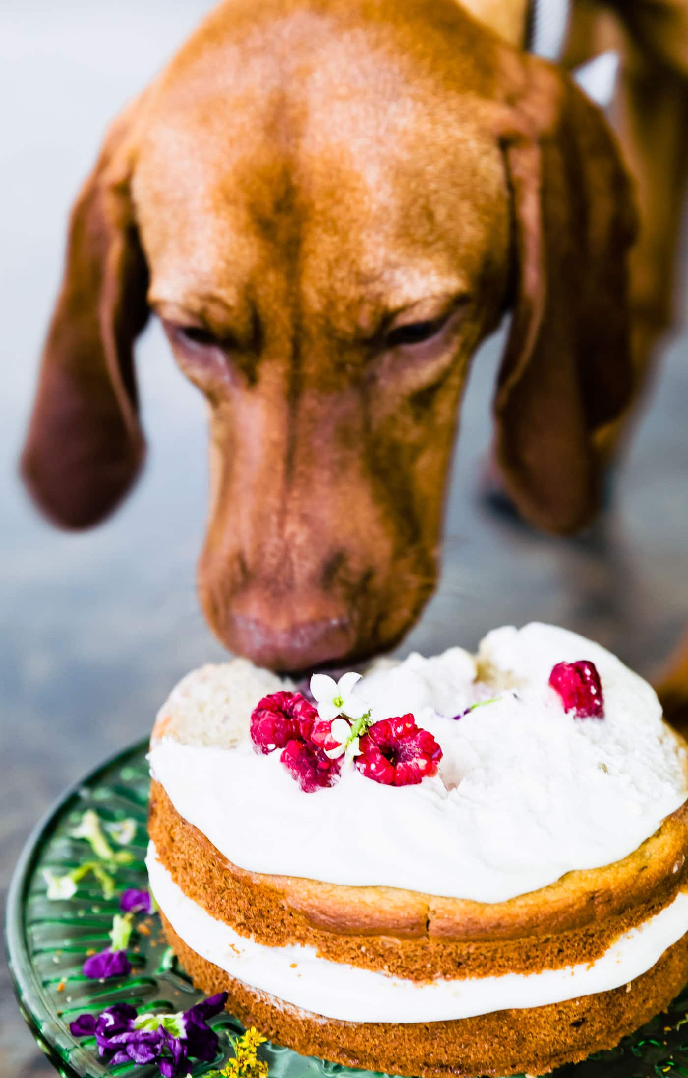 A vizsla dog licking Greek yogurt frosting from a birthday cake for dogs.